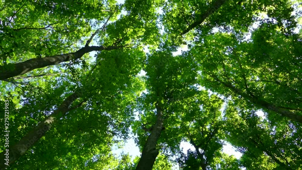 Green summer forest. The sun's rays shine through the branches of trees with green leaves. Clean ecology. Green summer forest. The sun's rays shine through the branches of trees with green leaves. Clean ecology.