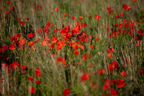 Poppy field in the evening sun with depth of Field