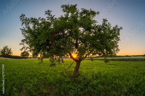 Feld in Uttenreuth bei Erlangen
