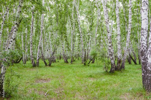 Green birch forest in summer