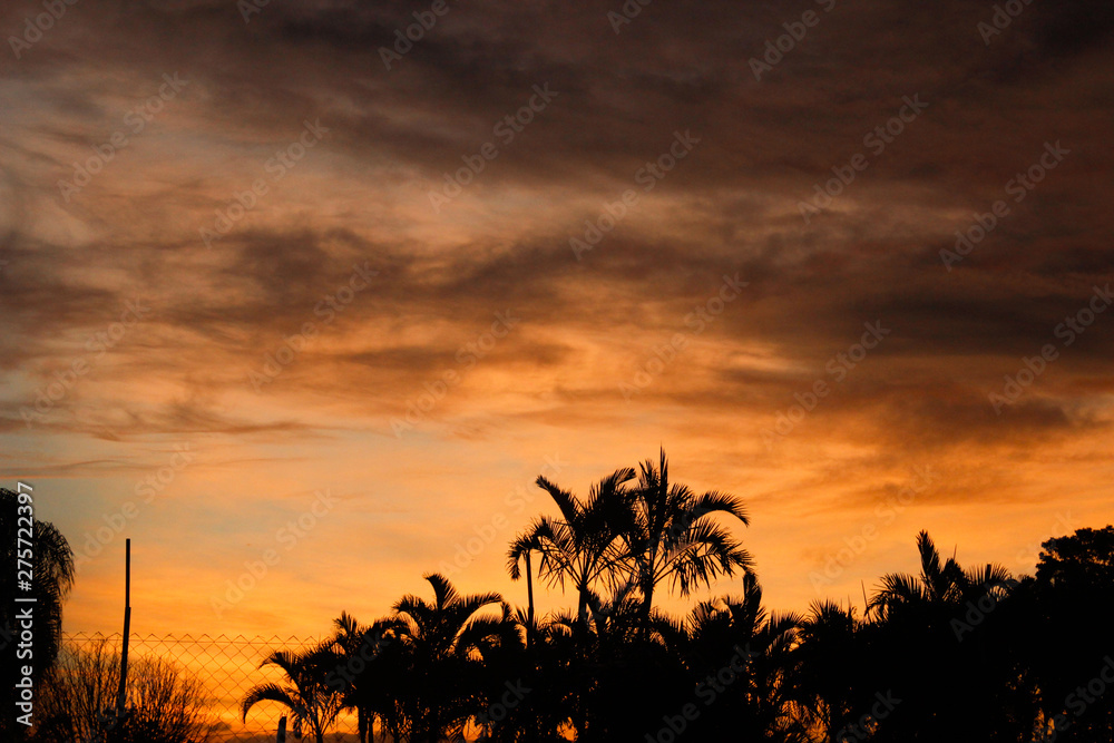 silhouette of a tree at sunset