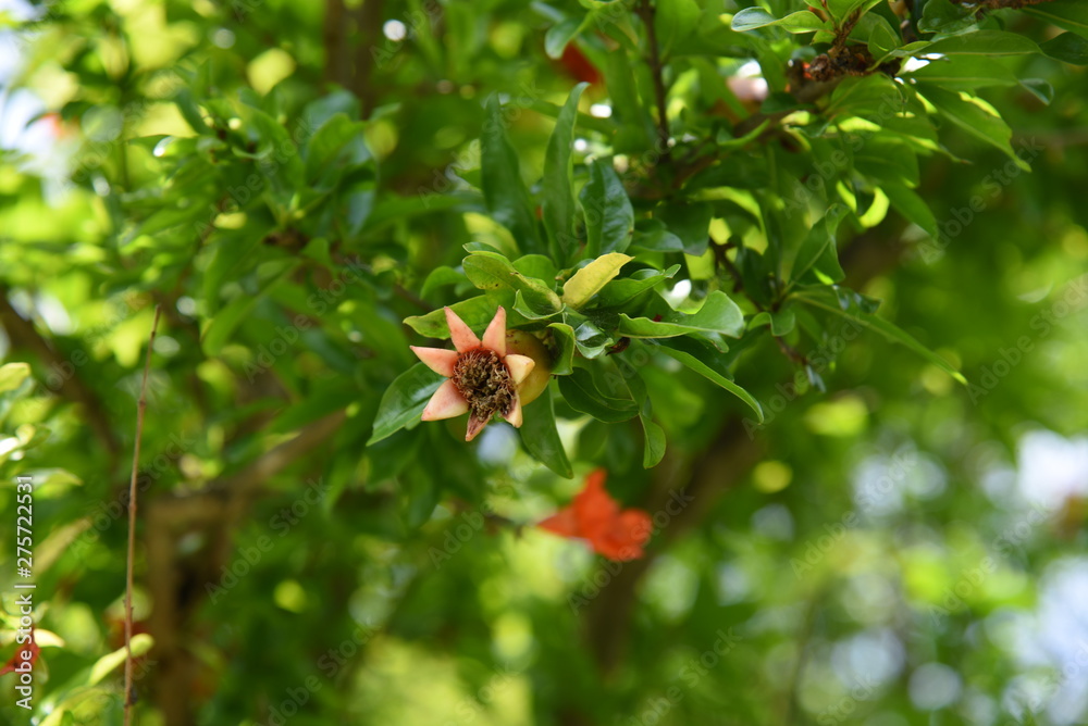 Pomegranate is used as an ornamental, raw food, juice, grenadine syrup, etc. It is also a herbal medicine. Pomegranate is used as an ornamental, raw food, juice, grenadine syrup, etc. It is also a herbal medicine.