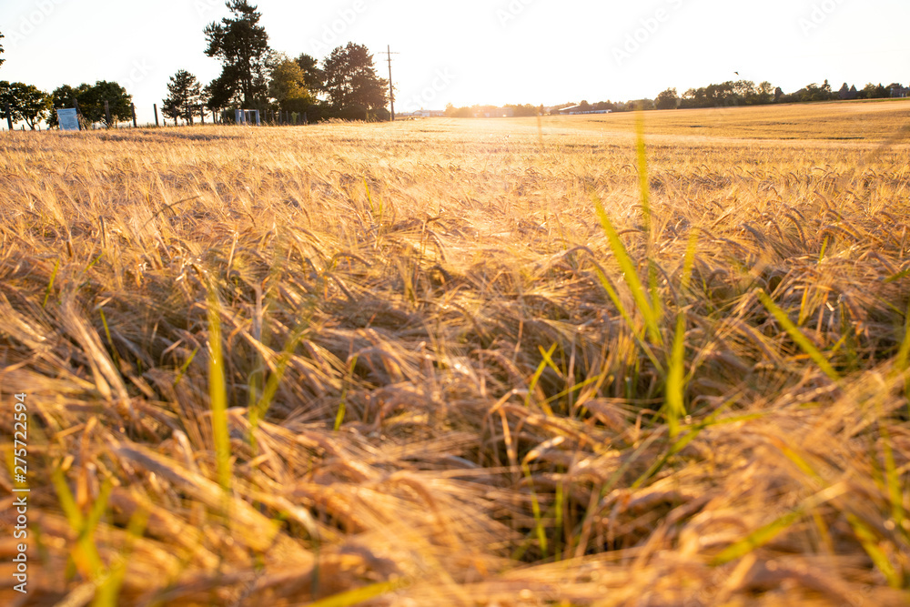 Fototapeta premium Weizen / Gerste Feld Sommer Sonnenuntergang