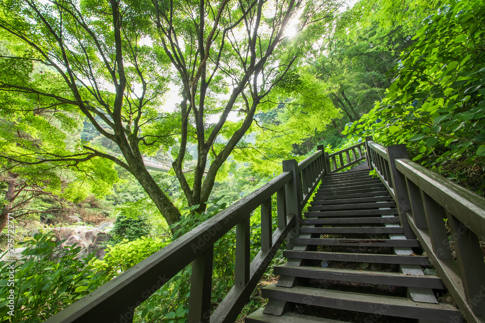 Obraz premium 見帰りの滝へと続く遊歩道 佐賀県唐津市 