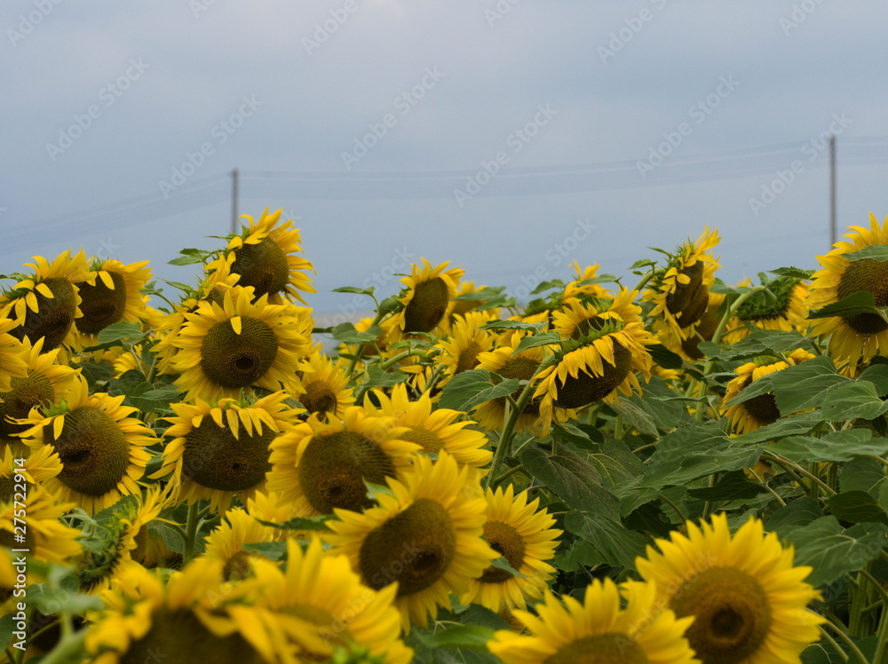field of sunflowers and blue sky