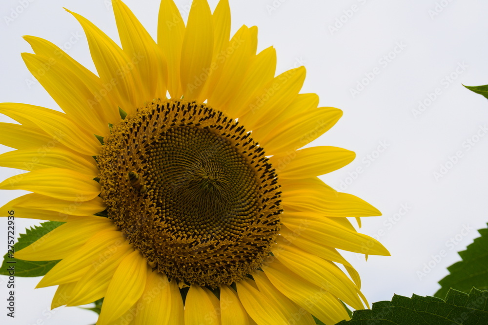 sunflower isolated on white background