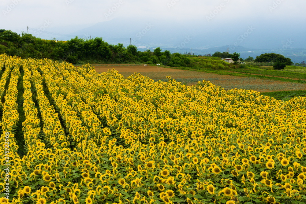 field of yellow flowers