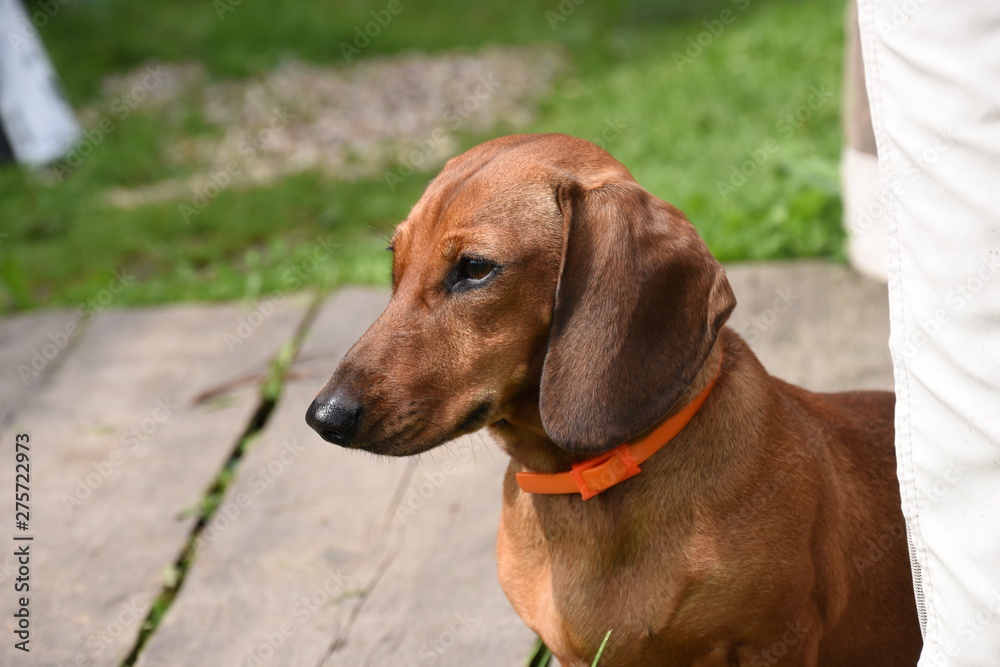 Dachshund with orange collar sitting on outdoors, close-up portrait