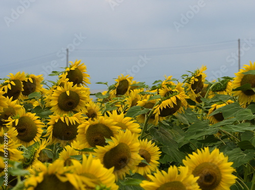 Obraz na płótnie field of sunflowers and blue sky w salonie