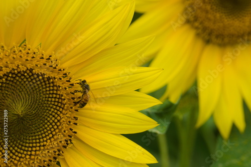 Obraz na płótnie closeup of a sunflower w salonie