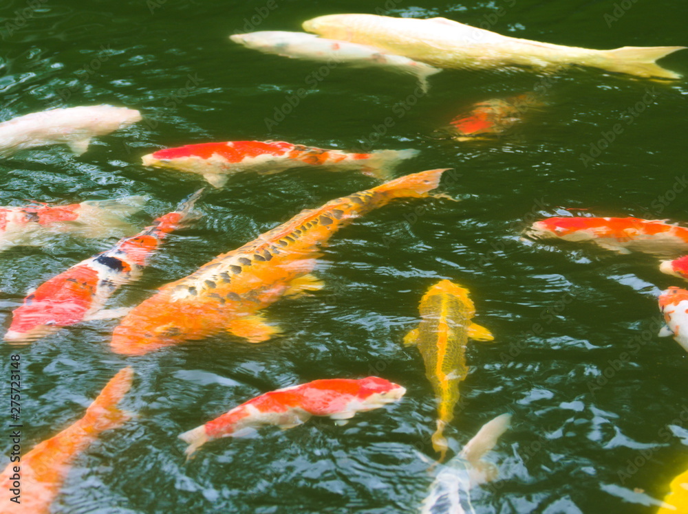 koi fish in pond
