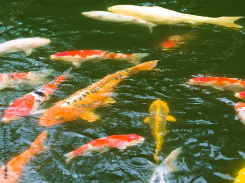 Obraz na płótnie koi fish in pond w salonie