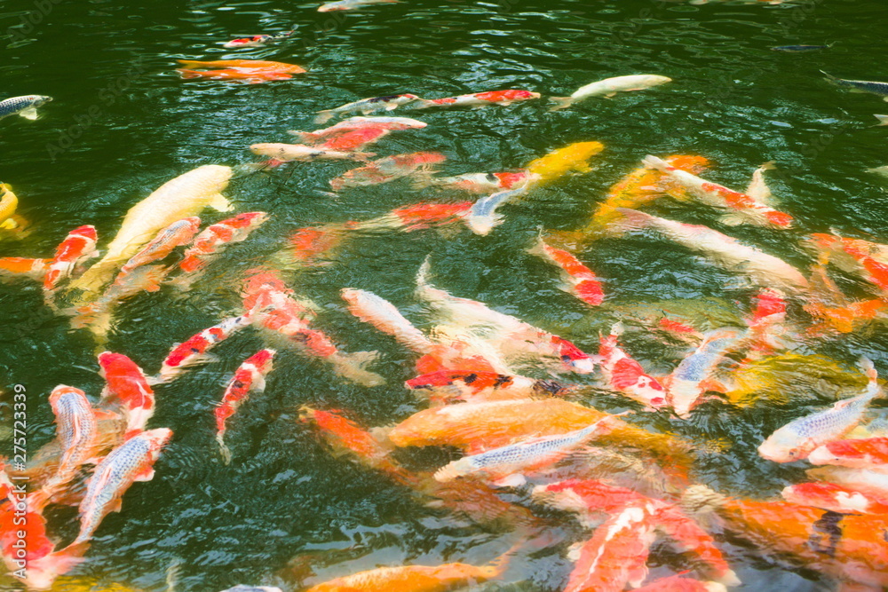 koi fish in pond