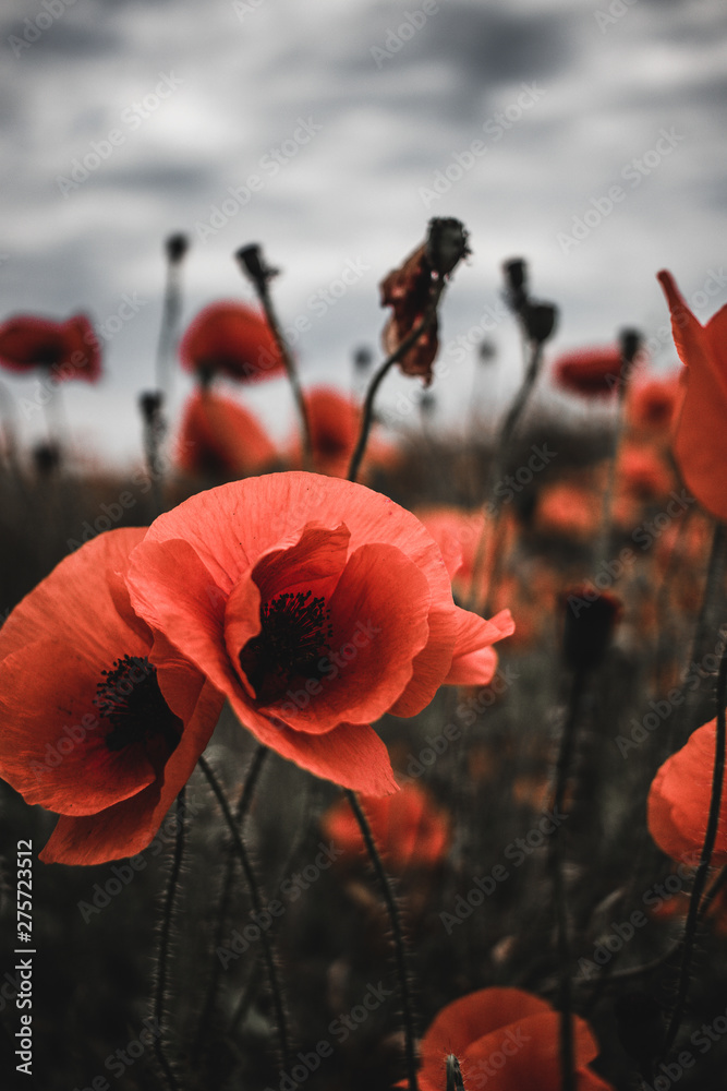 Obraz premium red poppies