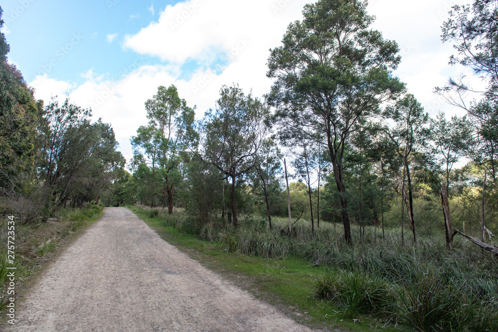 road in the forest