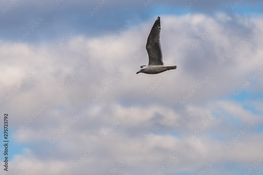 Fototapeta premium flying seagull with perfect extension of the wing in the background a cloudy sky