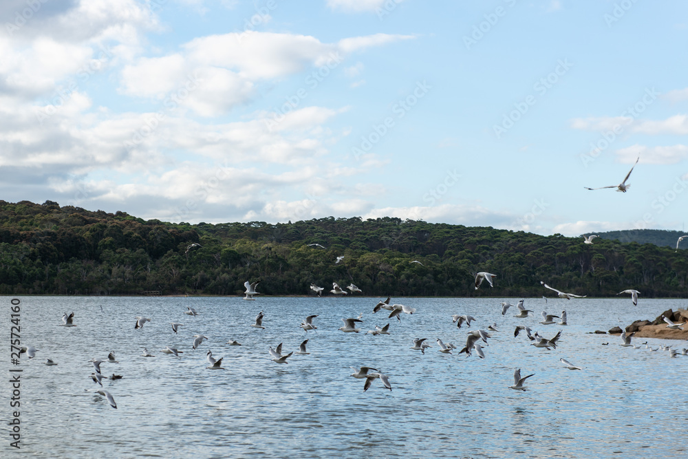 flying birds in a lake