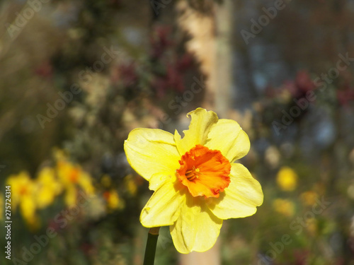 One Narcissus Cyclamineus with yellow petals detail of colored flower with beautiful defocused colored background behind the eated petal photo