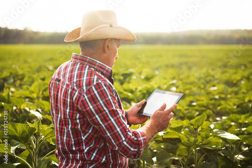 Farmer in a sunflowers field looking at green sunflower