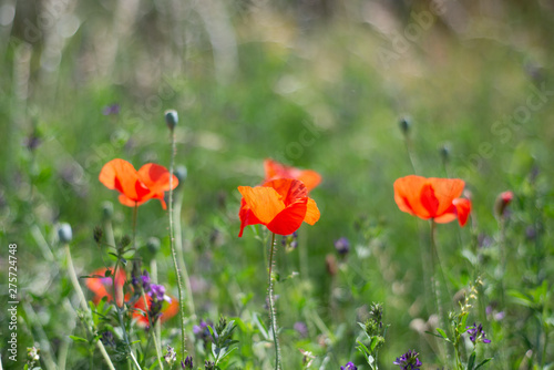 Red poppy flowers in the field, select focus