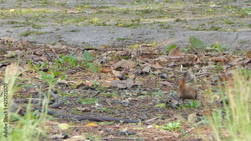 Common Hoopoe bird (Upupa epops) in nature. Common Hoopoe bird (Upupa epops) in nature.