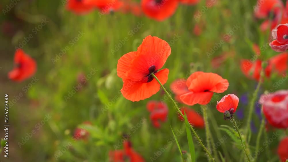 Poppy flowers field of red color Poppy flowers field of red color