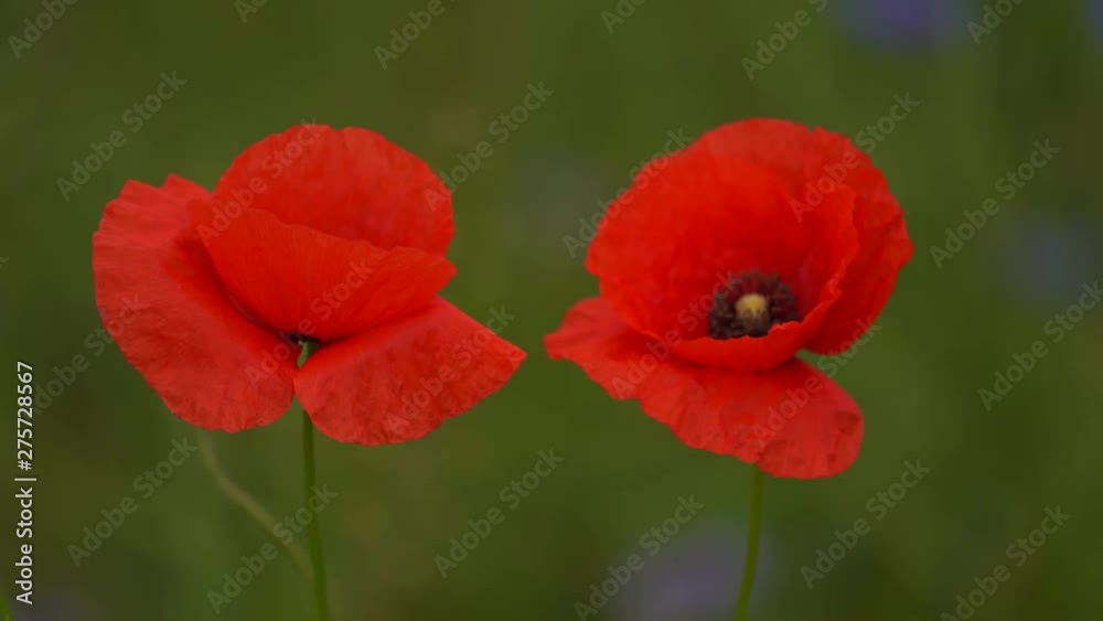 Two poppy flowers of red color close up Two poppy flowers of red color close up
