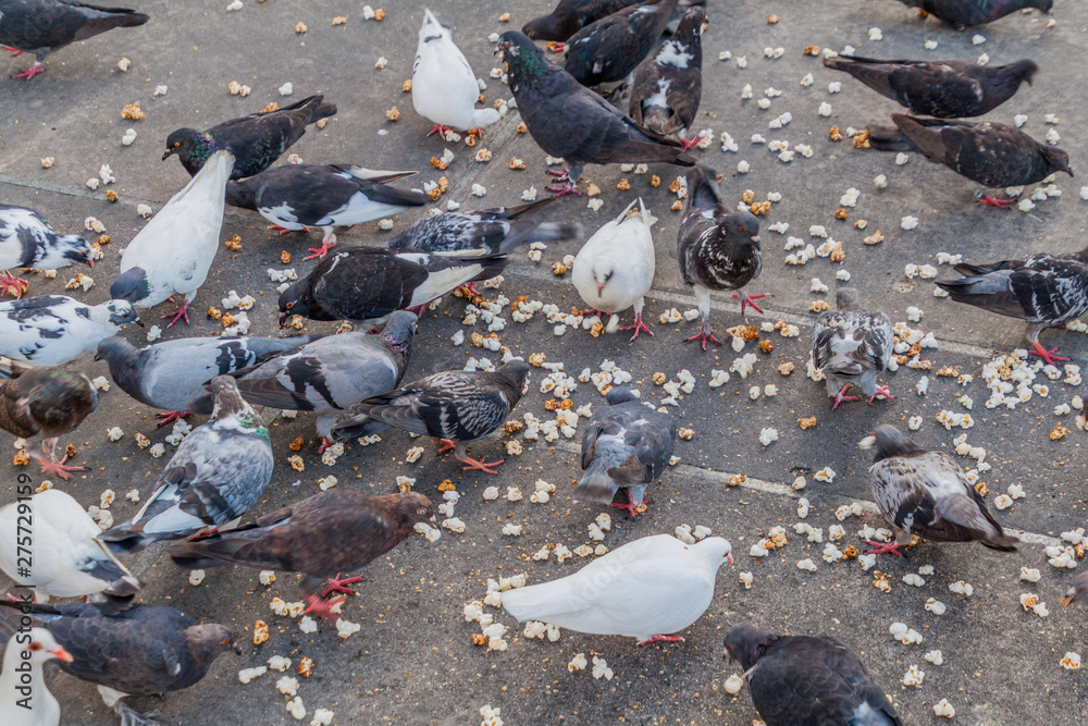 Obraz premium Pigeons feeding on a popcorn