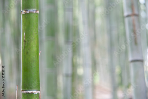 Bamboo forest in the morning, Japan