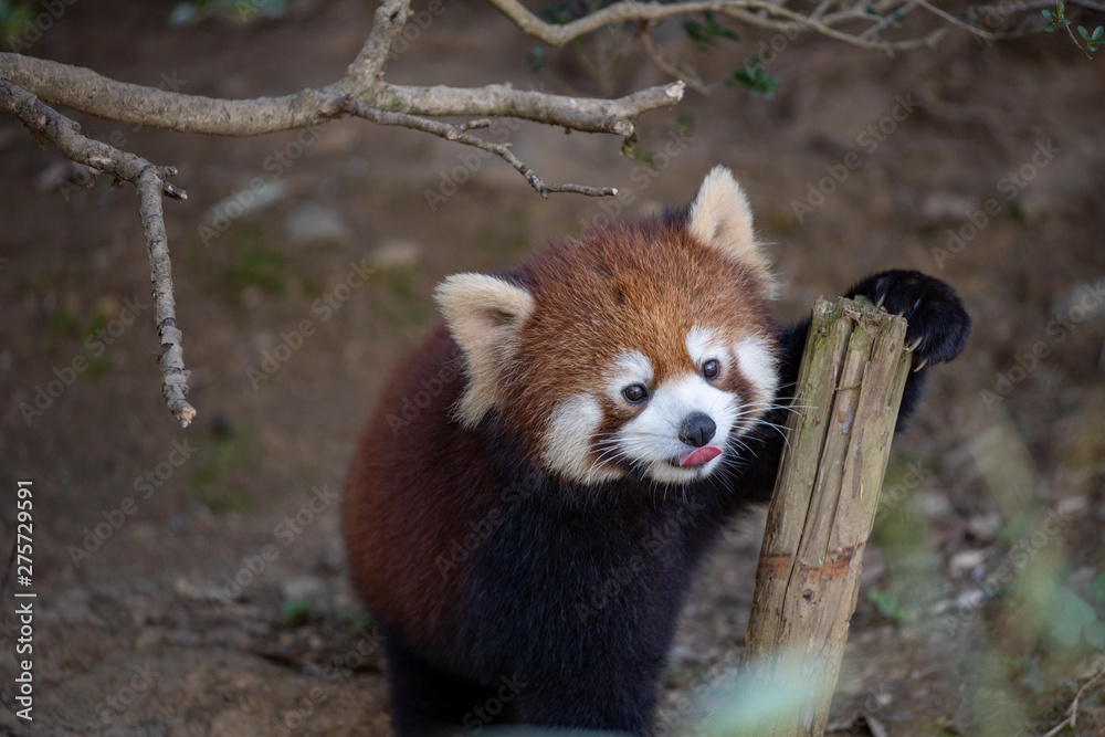 レッサーパンダ, アカパンダ レッサーパンダ, アカパンダ