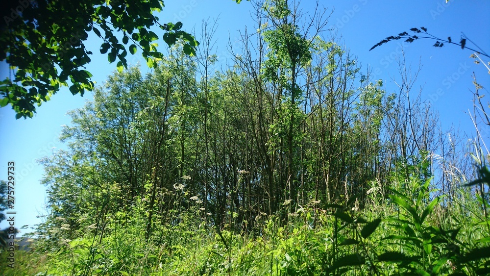 Fototapeta premium trees in the forest