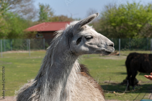 Portrait of a grey coloured Lama (Lama glama) from South America