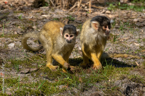 Black-capped squirrel monkeys (Saimiri boliviensis) searching the ground for food