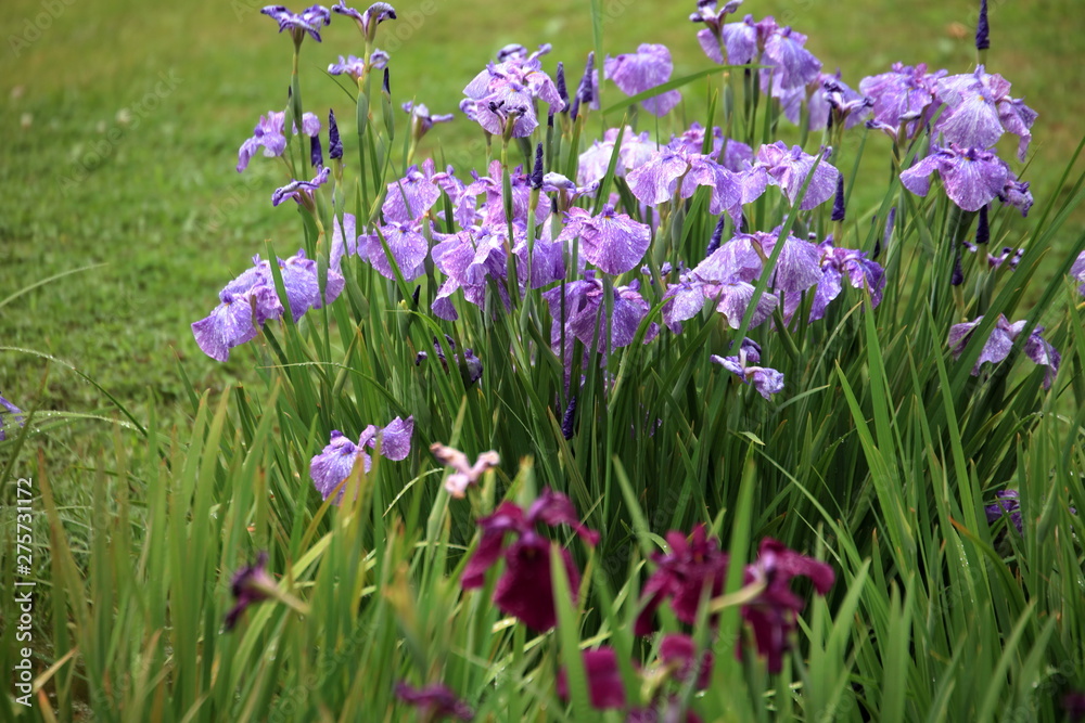 二の丸庭園の花菖蒲 二の丸庭園の花菖蒲