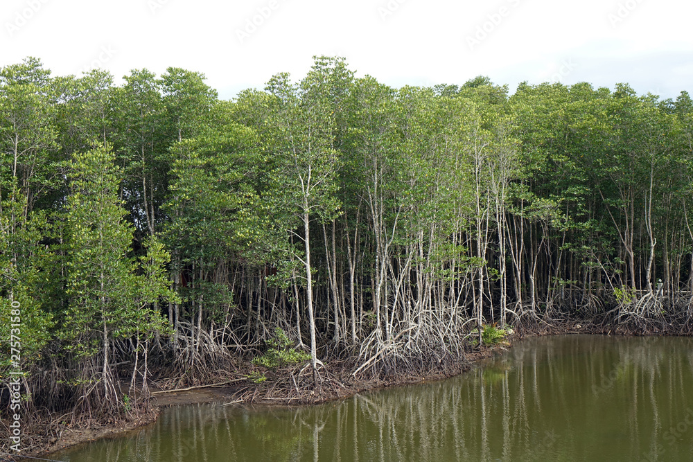 Reforestation the Mangrove trees in swamp forest of Thailand, plantation back to the nature for saving marine life and protect the environment in shoreline. 