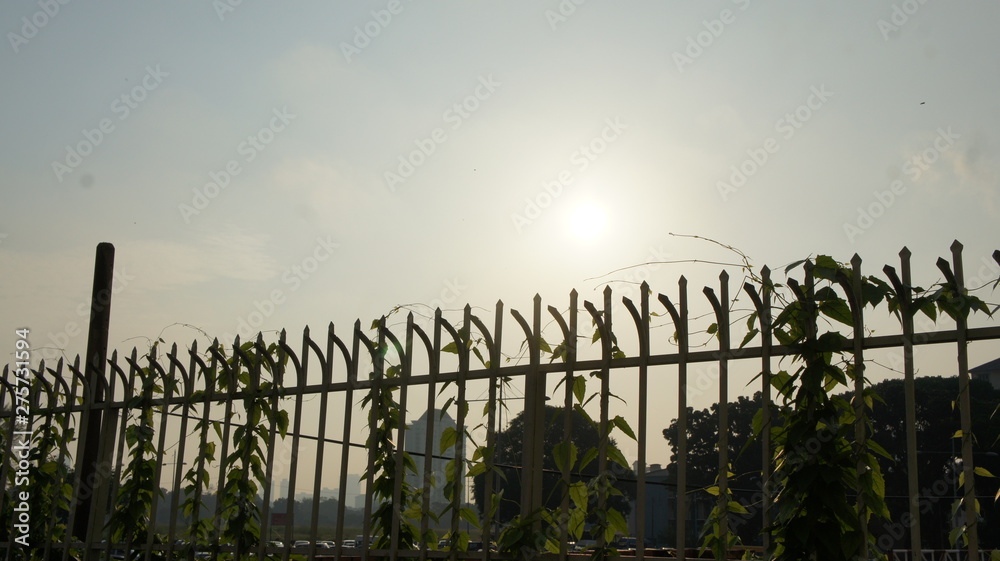 Obraz premium fence and grass