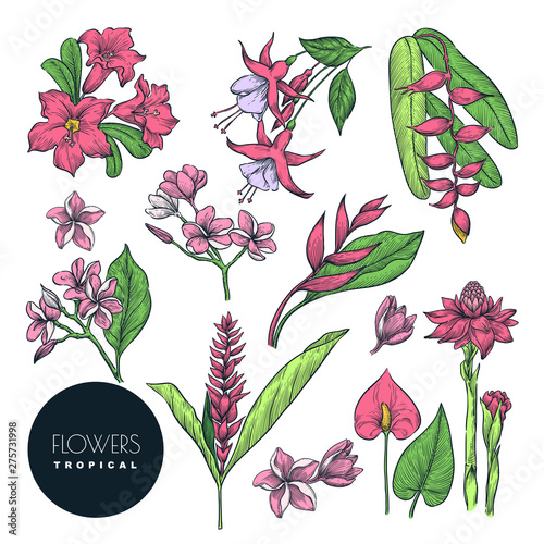Tropical floral design elements set. Vector color sketch flowers illustration, isolated on white background.