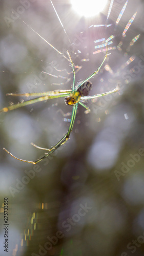 Closeup of a tropical spider with sunlight coming through it's body.