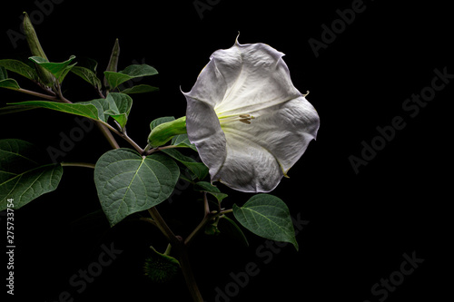 Datura flower, dope, stramonium, thorn-apple, jimsonweed, isolated on black background