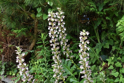 Canvas Print Acanthus mollis is a summer flower that has large leaves and a majestic flower ear with a strong presence