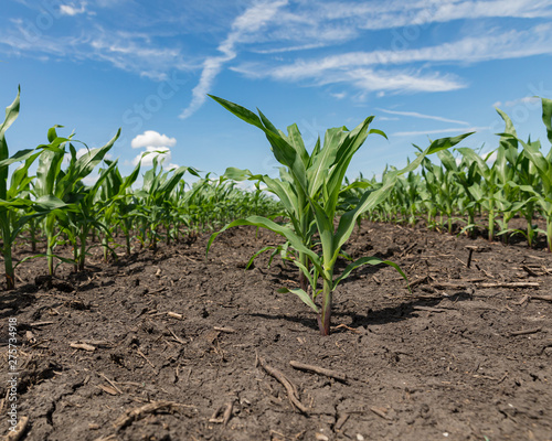 closeup of a healthy young corn plant in cornfield with dry and cracking soil and no weeds between rows