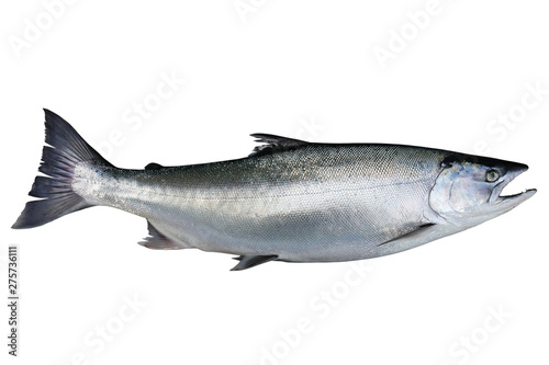 Salmon Oncorhynchus masou isolated on white background.