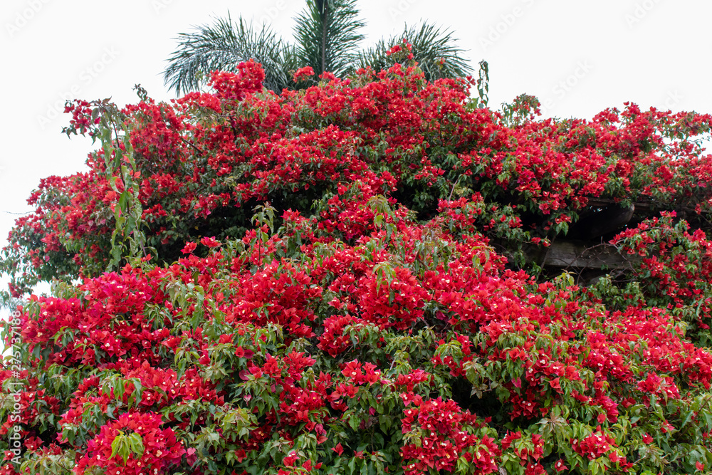 A bunch of red flowers blooming on a tree