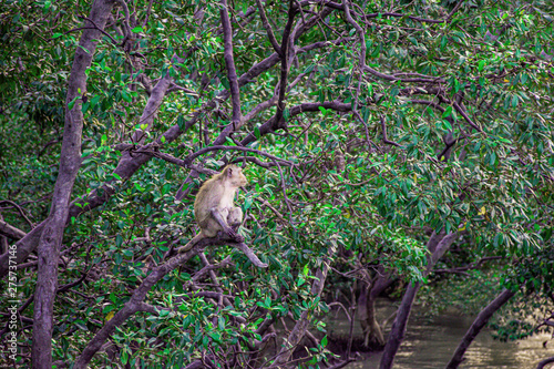 A herd of monkeys catch on branch of tree beside the sea, Mangroves tree forest with sunset sky on the coast of sea, Landscape green tree on seaside