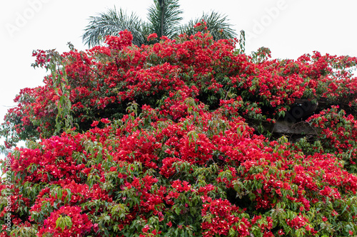 A bunch of red flowers blooming on a tree