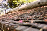 日本の家の屋根と桜