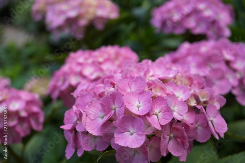 初夏の花ピンクのアジサイ／後ろのをぼかし手前の紫陽花をクローズアップ