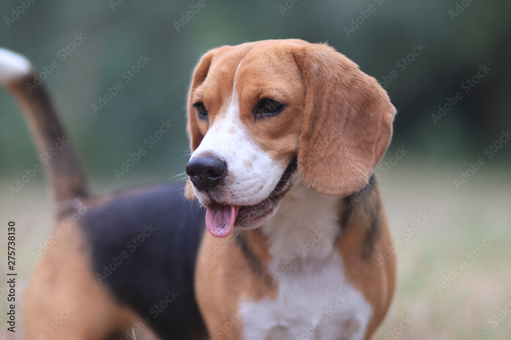 Portrait of a cute beagle dog outdoor in the park.