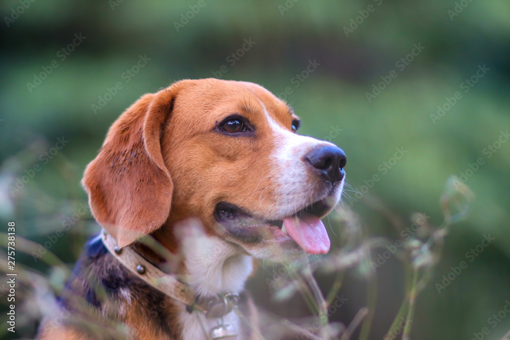 Beagle dog sitting on the wild flower field  on sunny day.