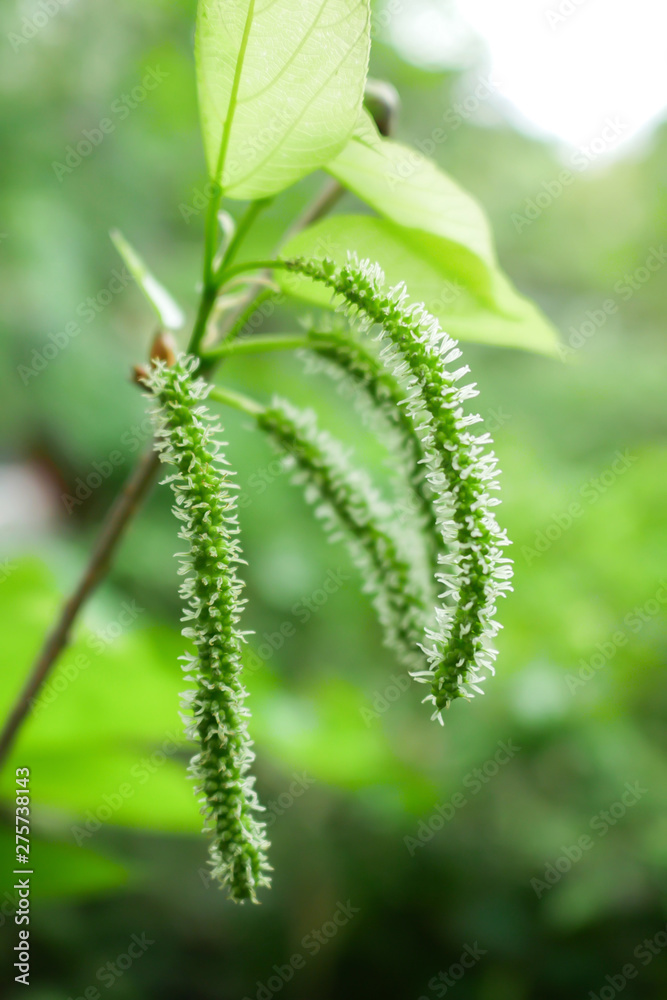 Green long fruits mulberries on the branch. Green long fruits mulberries on the branch.